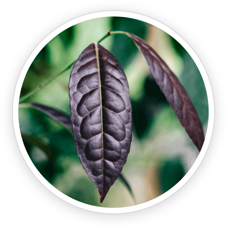 herbal kenyan tea